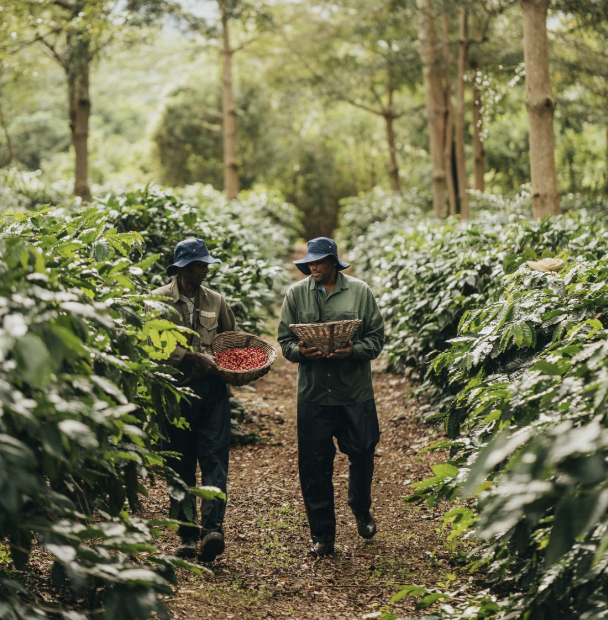 coffee experience chamarel mauritius