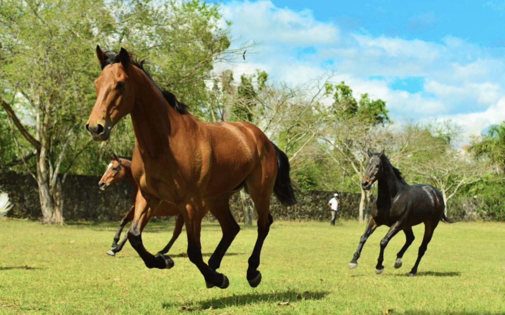 horseback riding maritim mauritius