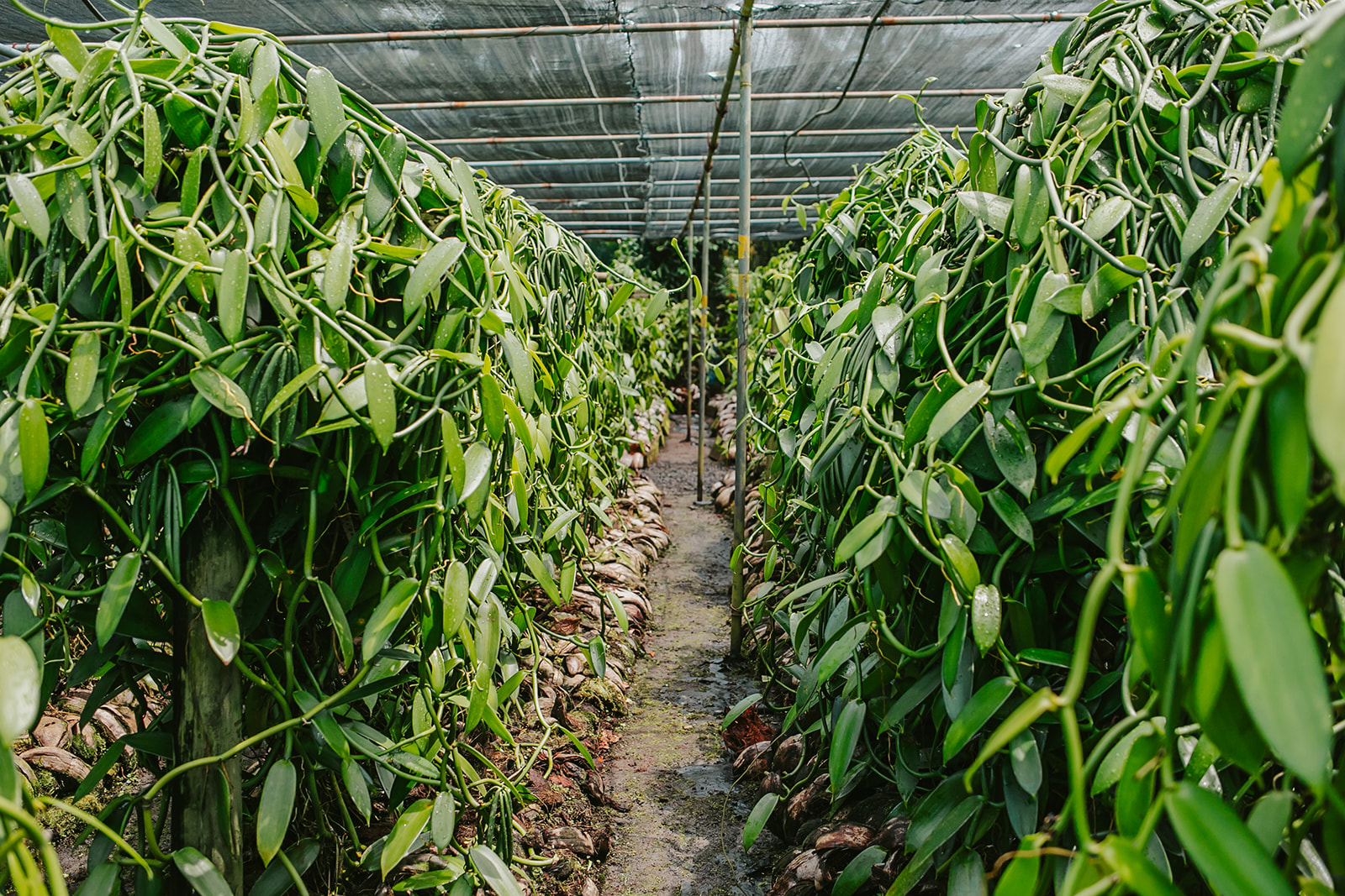 vanilla plantation mauritius